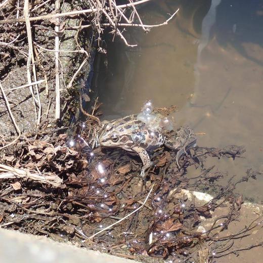 トウキョウダルマガエル