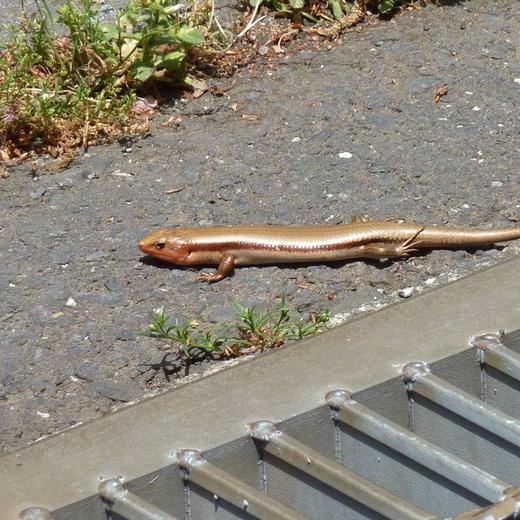 ヒガシニホントカゲ