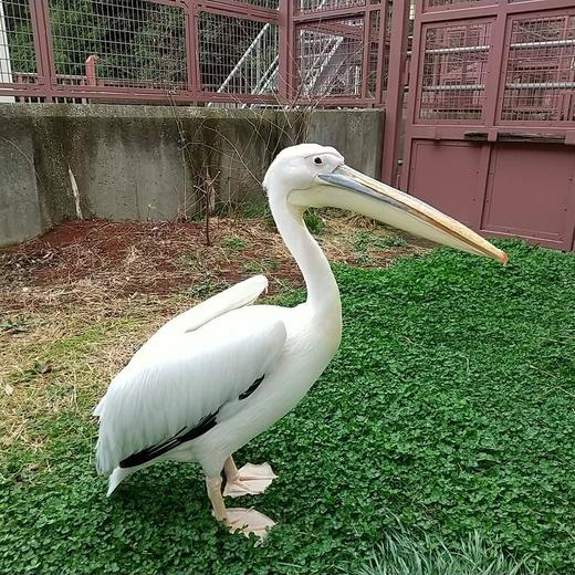 モモイロペリカン