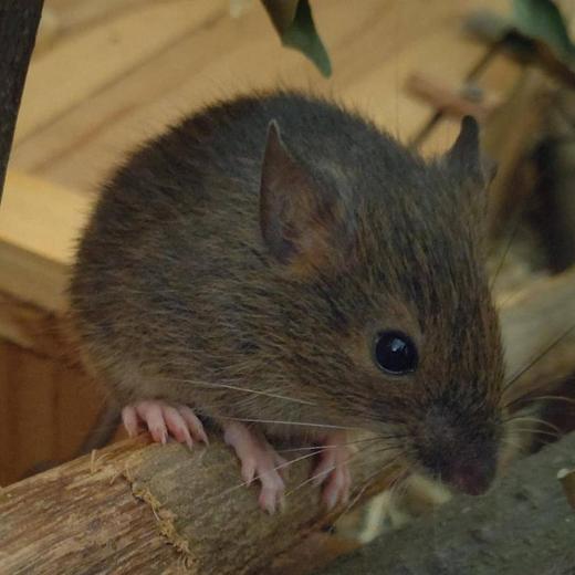 アマミトゲネズミ