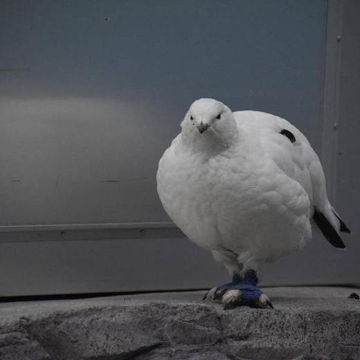 ニホンライチョウ