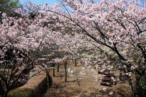 春桜2.JPG