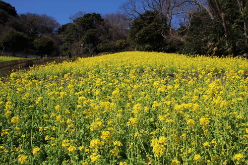 春菜の花.JPG