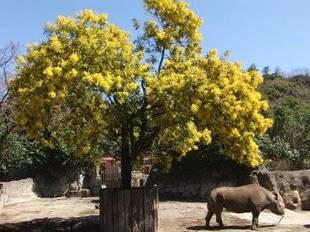 「ミモザ 開花状況」