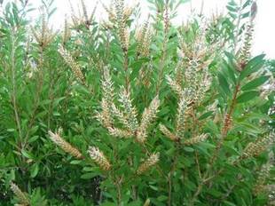 「ゴールデンウィーク中に見頃の植物」