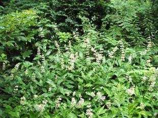 「ヤブミョウガ」