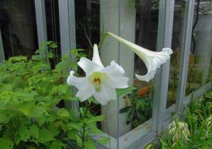 「開花した花情報」