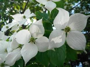 「枝を覆う純白の花 ヤマボウシ」