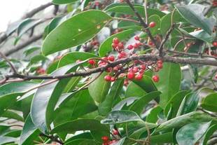 クロガネモチの実