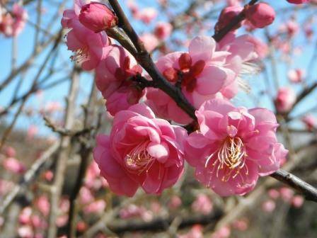 「梅は咲いたか 桜はまだかいな」の写真