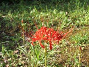 「ヒガンバナの不思議」