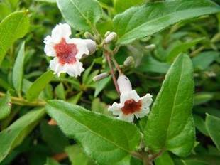 くさい? 屁糞葛(ヘクソカズラ)