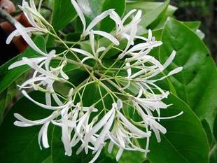 咲きました「ヒトツバタゴ」(ナンジャモンジャノキ)