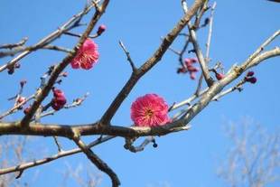 「ウメ情報 その壱」