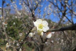 「ウメ情報 その弐」
