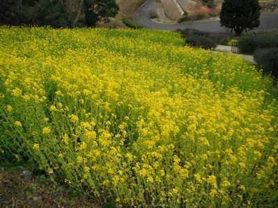 「菜の花 開花状況」の写真