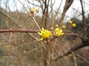 「春を告げる花木―サンシュユ」