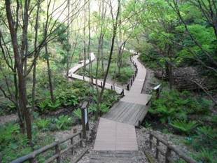 「しだの谷 木道のリニューアル」