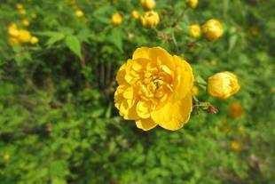 「 緑と黄色 」