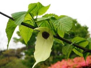 「ひらひらと枝に舞う花ハンカチノキ」