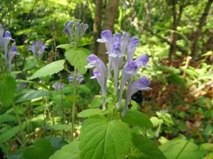 「初夏のおもしろ自然林」
