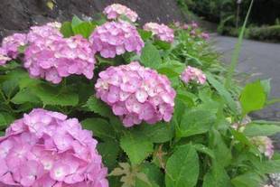「梅雨のはじまり」