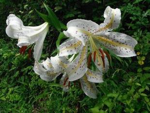 「園内ヤマユリ情報!」