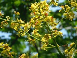 「初夏の金沢自然公園」