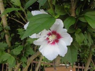 開花した樹木情報