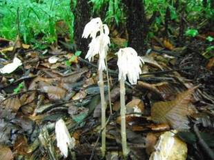 ~準絶滅危惧種 タシロラン~