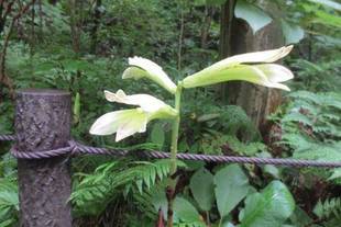 『しだの谷のウバユリ』