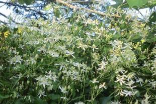 「晩夏の白い花」