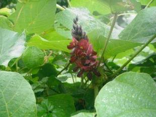 「葛」について