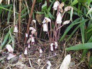 ナンバンギセル