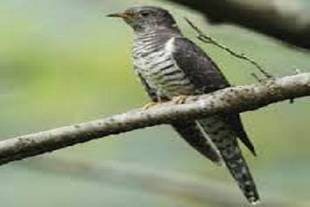 野趣あふれるホトトギス