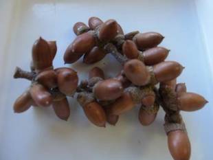 どんぐりいろいろ