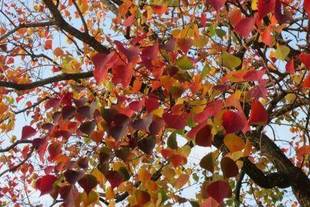 金沢動物園 紅葉情報