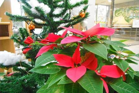ポインセチアとクリスマスの写真