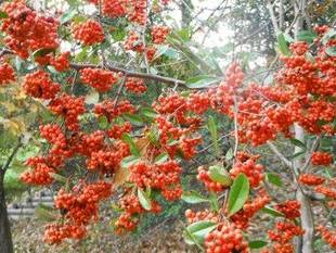 「赤い実」を付ける樹木