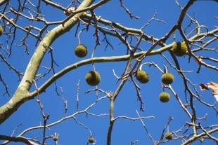 春の準備 冬芽(とうが)