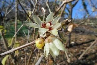 エルニーニョ現象?