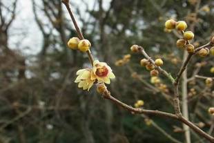 「うきうき林」の うきうき の意味