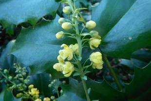 暖冬の中で咲く花たち