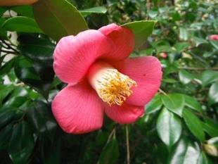 ツバキのあれこれ