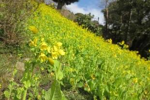 「菜のはな、春かな」
