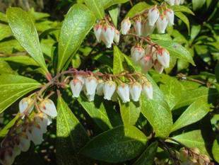 早春に咲く花たち