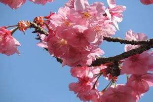 オススメ桜 3選