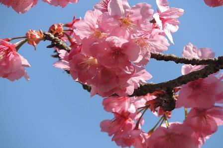 オススメ桜 3選の写真