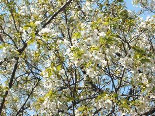 ソメイヨシノだけが桜じゃない!