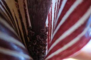 不思議植物 ウラシマソウ